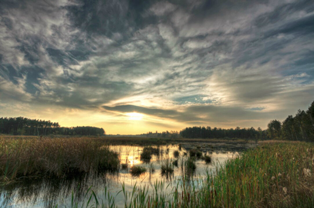 wetland